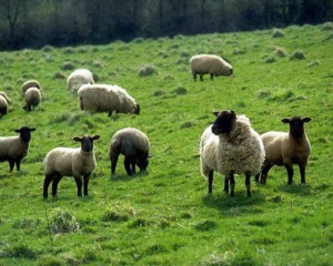 sheep in green pasture